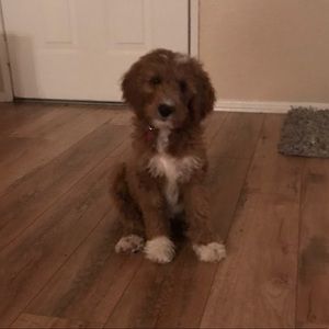 Meet your Posher, Bronson